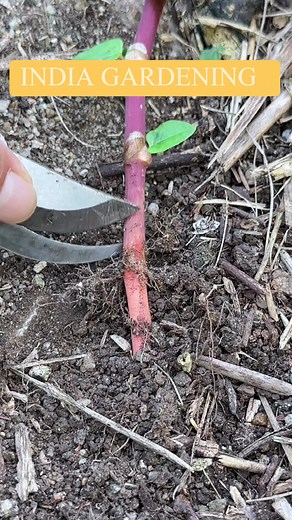 India Gardening on Reels