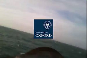 4.5K views · 274 reactions | NEW VIDEO: Using bird-borne cameras and GPS loggers, researchers from the Department of Biology have found that it's not just albatross that harvest energy from the wind. A seabird called the Manx shearwater can perform the same dynamic soaring technique. More info ➡️ https://www.ox.ac.uk/news/2022-06-01-researchers-show-dynamic-soaring-isn-t-just-albatrosses | University of Oxford | Facebook