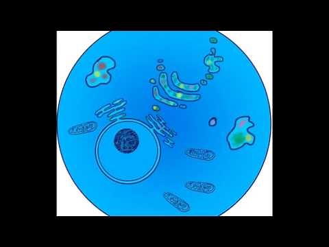 The Role of Rab in Inter Vesicular Trafficking