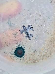 44K views · 756 reactions | Beautiful but toxic  #seacreatures #onlyinflorida #toxic #shells | The Seashell Mermaid | Facebook