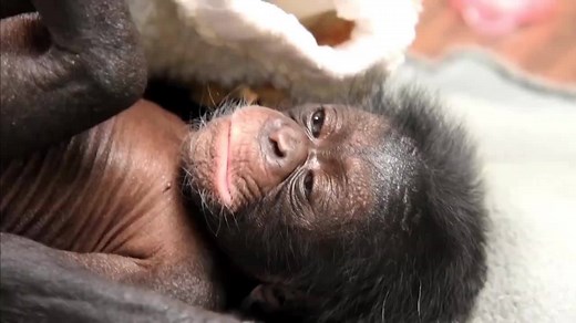1.1M views · 11K reactions | CHIMP CARE: How a Florida zoo is helping a baby chimp find a mom to love her and teach her about the world | NBC Nightly News with Tom Llamas | Facebook