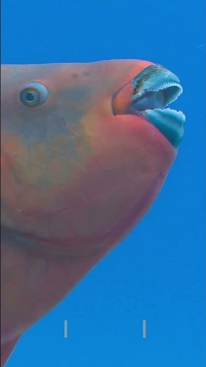 Parrotfish Drifting by the Reef — A Calm Ocean Moment | Peaceful_Tranquil
