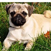 Riverhillpugs.com - Apricot, Black, and Fawn AKC Pug Puppies For Sale!