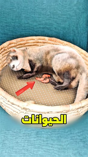 ليه الحيوانات بتعمل الحركة دى بعد الولادة..! 😰