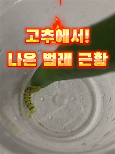 고추에서 나온 애벌레 키우는 법과 관찰 팁
