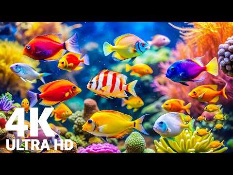 Aquarium 4K (ULTRA HD) 🐠 Colorful Coral Fish & Jellyfish - Soothing Music for Sleep