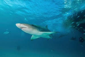 Not as scary as they look: what to know about lemon sharks