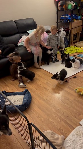 Nothing like puppies playing with toddlers. | Simply loved Corgis