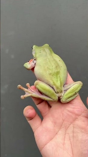 DUMPY TREE FROG