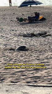 Tortuguitas de Puerto Vallarta: nidos en riesgo por omisión de autoridades