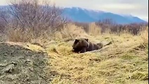93K views · 8.3K reactions | Many bears are starting to den for the winter! Have you ever seen a bear preparing its den? Bears will use whatever is in their environment to pad and insulate it. This is Patron the grizzly bear from Alaska Wildlife Conservation Center  . . #wildlife #grizzly #bears #grizzlybear #nature #hibernation #animals | Help Asheville Bears-HAB | Facebook