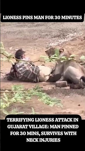 Rising Human-Lion Conflict: Lioness Attacks Man in Bhavnagar, Video Sparks Concern