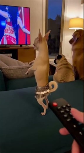 Dancing Chihuahua Gets Mad When the TV Turns Off! 😂🐶 #dogshorts #funnydog