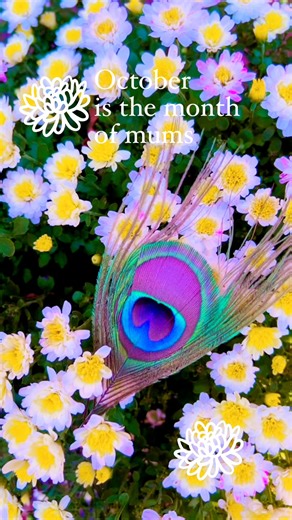 Peacock farmlife & nature photographer on Instagram: "You know it’s 🎃October here on my 🦚peacock farm when the 🌼mums bloom and the peacocks molted feathers fill the gardens!🍂🍁#fabulousfeathersfriday #feathers #mygardenflowers"