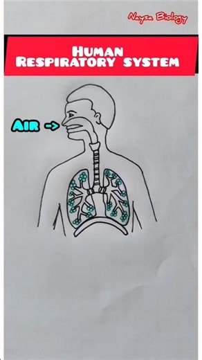 Human Respiratory System 🤯 | How We Breathe Inside Our Body | #Shorts #biology