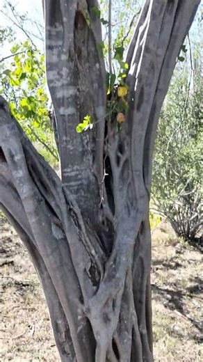 Haematoxylum brasiletto