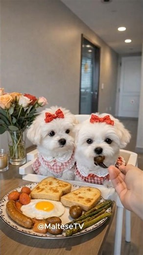 These Maltese Puppies Are So Adorable!🥺🐾🐶 #shorts