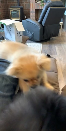 Understanding Dog Behavior During Attacks