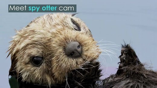 Spy otter goes undercover to capture some of the most intimate pictures ever seen. #SpyInTheWild: continues 8pm Thursday on BBC One. US viewers can catch the series on February 1 on PBS. | BBC Earth