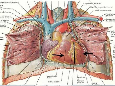 l'essentiel de l'anatomie du coeur