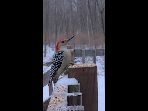 🌲 LIVE Bird Feeder Cam | HD Audio + Video | Blue Jay, Cardinal, Chickadee, Woodpecker & More