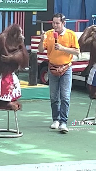 Orangutan Plan on TikTok