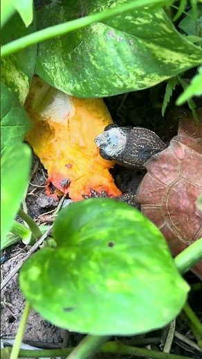 The inner feelings of a turtle slave 😂 #turtle #turtles #pets #reptiles #exotic #reels #vlog #shorts