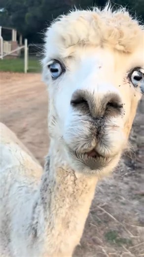 Jess N Jake on Instagram: "This is our eldest alpaca. Isabella will be 19 this year. She is a BEW - Blue Eyed White. Generally when an alpaca is born with blue eyes they are deaf. Bella is a wonderful grandma to the Cria. #Alpaca #fyp #blue #animal #viral"