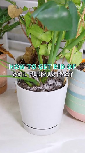 Fungus gnats everywhere 😭? Here’s how to get rid of soil fungus fast 🌱 #houseplants #fungusgnats #plantcare #planttok #plantsoftiktok