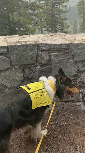 This Dog Helps Detect What’s Real #facts #dog #detect #real | service dog
