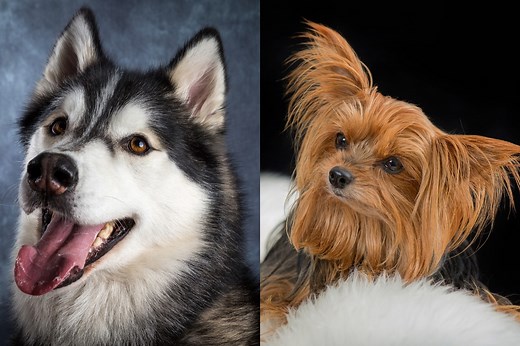 Husky Yorkie Mix: A Comprehensive Guide To The Yorksky