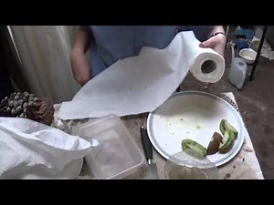 How to grow a Kiwi fruit from seed #1