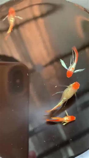#guppies koi santa ribbon long ear ❤️ - from my guppies farm at Baton Rouge Louisiana 🫶🏻