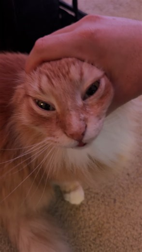 Cat No Deep Sea Creature — Funny Cat Commentary & Household Roles