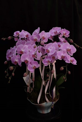 Phalaenopsis Orchids for Grand Openings in Singapore