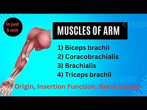 Upper Arm Muscles Made Easy in Urdu/ Hindi | Origin,Insertion, Action,Nerve Supply