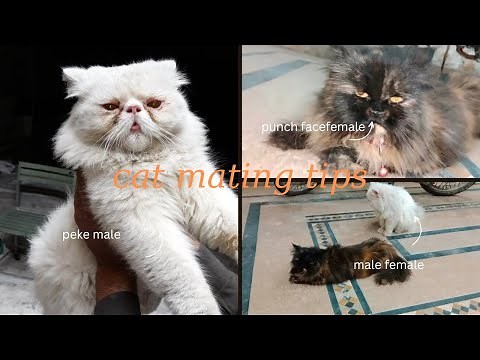 how to tell if cat mating was successful / cat mating process