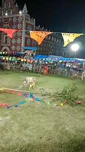 161K views · 632 reactions | Así fue como cayó el ceibo en la primera corrida de la feria tradicional de #Uayma #Yucatán. :Liliana PC | Valladolid En Redes | Facebook