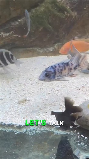 When your fish STOP EATING 😱 - - - 📲 Free Aquarium App → @Aquabuildr 💎 Luxury Installs → @KaveManSignature #aquariumhobby #aquariumlife #fishkeeping #fishkeepinghobby #metroplex | KaveMan Aquatics