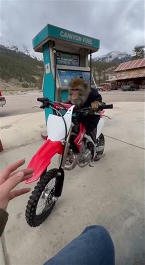 Monkey Tries to Ride a Bike But Fails 😂 | Funniest Animal Moments