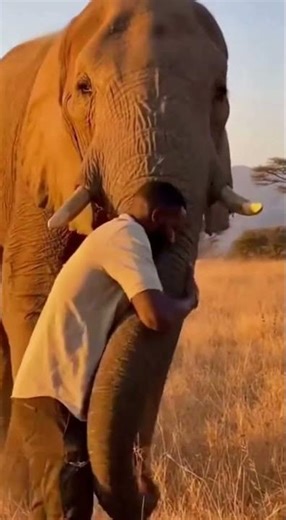 When Love Speaks Through Hugs | Animals and Humans Sharing Affection 🐾💖