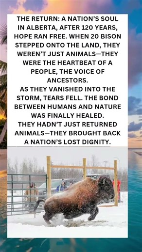 The Return of the Bison: When a Nation’s Spirit Ran Free