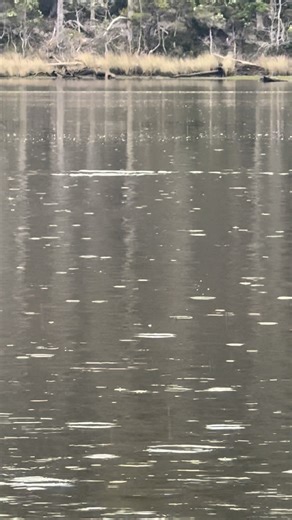 Leven River Cruises - Ulverstone Tasmania on Reels