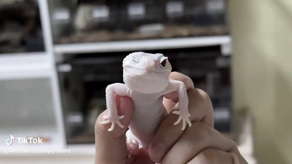 Leopard Gecko Growth Journey: From Hatchling to Adult