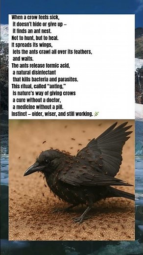 THE CROW AND THE ANTS 🪶 (Nature’s Medicine)