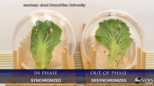 Internal Clocks Help Vegetables Defend Against Pests