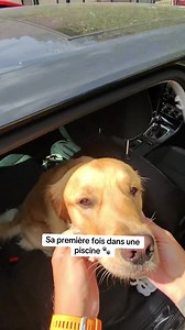 Golden Retriever : Sa première fois dans une piscine 🐾