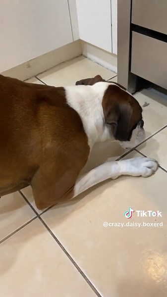 Crazy.Daisy.Boxerdog on TikTok