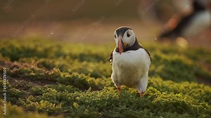 Puffin Entering Burrow and Nest, Atlantic Puffin Bird Behavior Walking and Going Into its Burrow and Nest on Skomer Island, Amazing Animal Bird Behaviour in Low Angle Shot, UK Birds and Wildlife