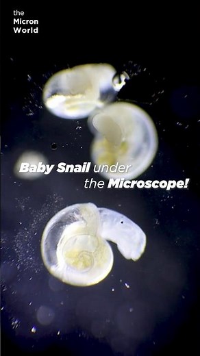 Baby Snails Under the Microscope (4K) | Tiny Creatures Moving #microscope #science